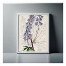 Search for delphinium art Floral
