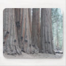 Search for sequoia mouse mats Forest