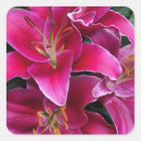 Search for pink stargazer lilies stickers Lily