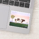 Search for bovines stickers Cattle