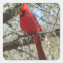 Search for northern red cardinals stickers Animal