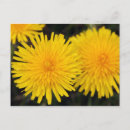 Search for dandelion postcards Beautiful