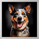Search for cattle breeds posters Australian cattle dog