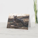 Search for skateboarding birthday cards Animals