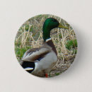 Search for mallards badges Mallard duck