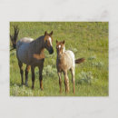 Search for north dakota postcards Chuck haney