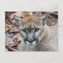 Search for megafauna Cougar