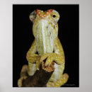 Search for chameleons posters Reptiles