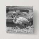 Search for beak badges Outdoors