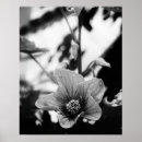 Search for monochrome photography posters Flower