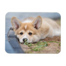 Search for the yard magnets Corgi