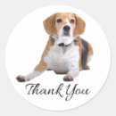Search for beagle puppy stickers Thanks