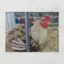 Search for hen postcards Animal
