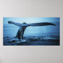 Search for fluke posters Ocean
