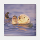 Search for bradley magnets Marine life