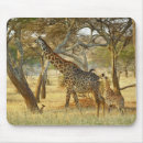 Search for juvenile mouse mats Young