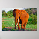 Search for elephant photos posters Elephants