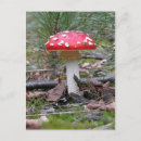 Search for toadstool postcards Mushroom
