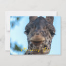 Search for giraffe face postcards Animal