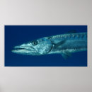 Search for predatory posters Fish