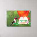 Search for hummingbird canvas prints Animal
