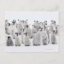 Search for aptenodytes postcards Bird
