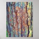 Search for tree bark posters Texture