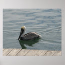 Search for swimming in water posters Birds