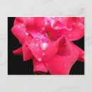 Search for droplets postcards Flower