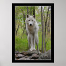 Search for howling dog posters Wolves