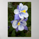 Search for columbine posters Nature