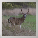Search for mule art Buck