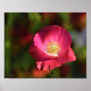 Search for red poppies posters Yellow