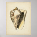 Search for vintage sea shells posters Coastal