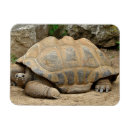 Search for tortoise magnets Reptile