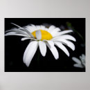 Search for shasta photography Floral
