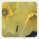 Search for daffodils stickers Bright