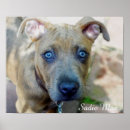 Search for brindle posters Puppy