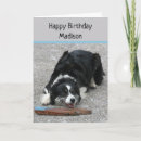 Search for border collie birthday cards Sheep dog