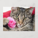 Search for tabby postcards Flower