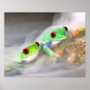 Search for david northcott posters Amphibian