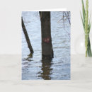 Search for flood cards Photography