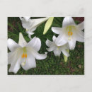 Search for white lily postcards Nature