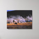 Search for bison canvas prints Yellowstone national park