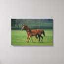 Search for thoroughbred canvas prints Mare foal