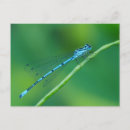 Search for damselfly postcards Blue