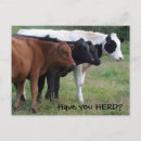 Search for herding postcards Cows
