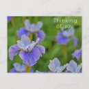 Search for blue iris postcards Flower