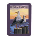 Search for gull magnets Coast
