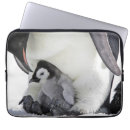 Search for emperor penguin electronics Animals in the wild